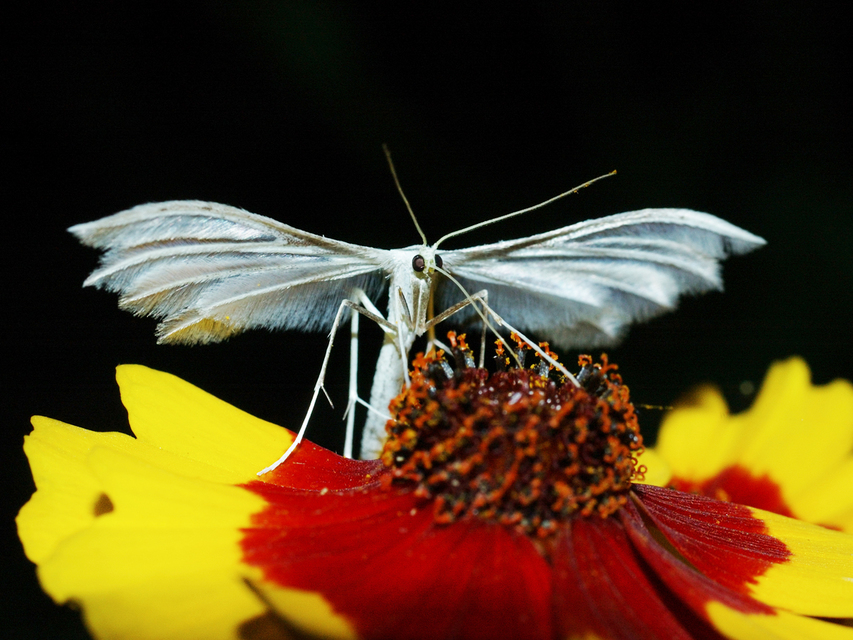 Pterophorus pentadactyla - fehér tollasmoly