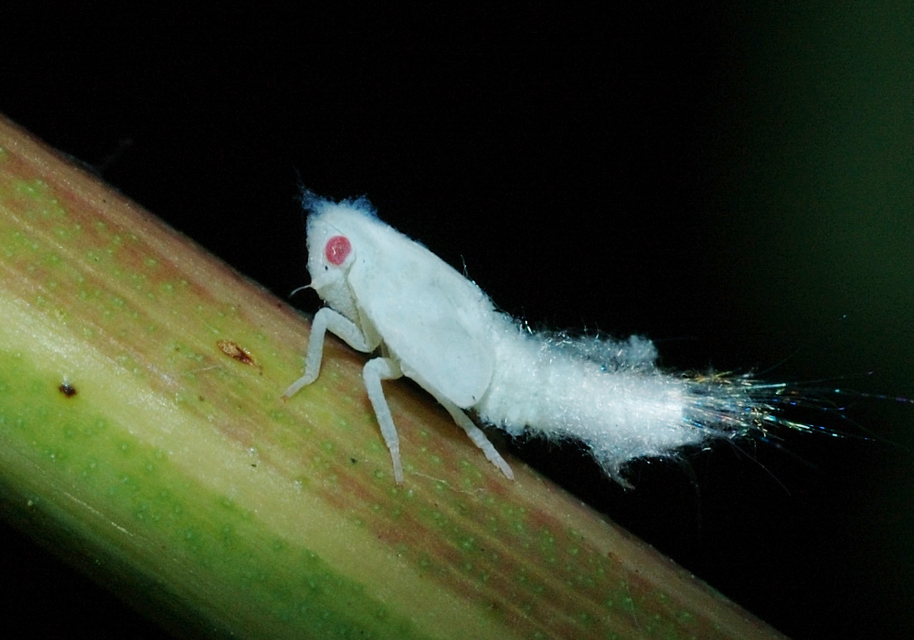 Metcalfa pruinosa - amerikai lepkekabóca