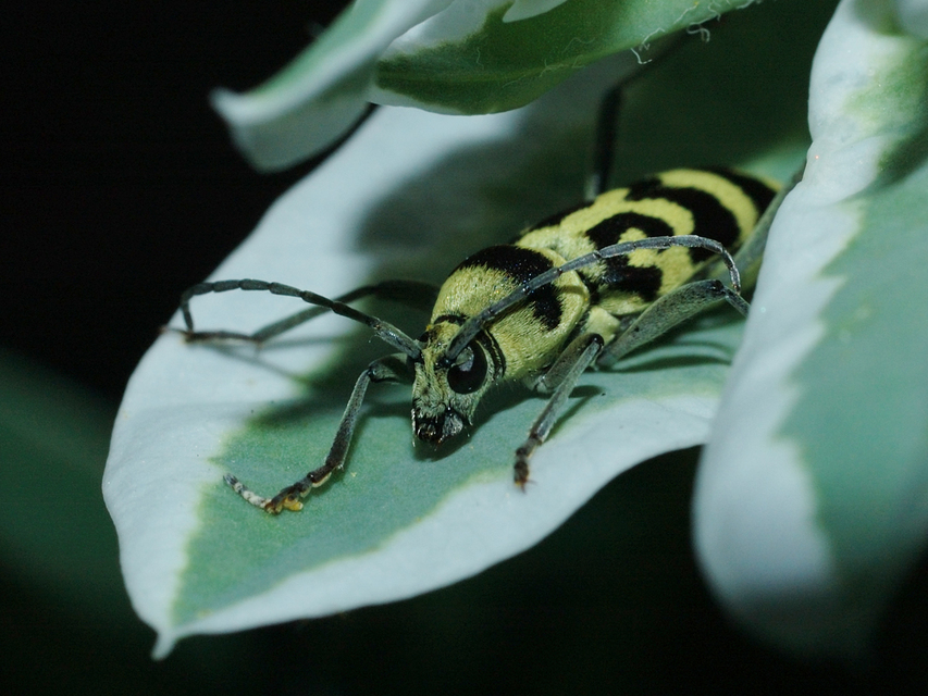 Chlorophorus varius - díszes darázscincér