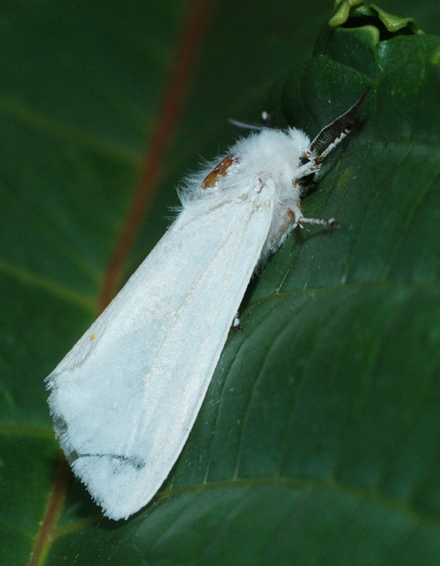 Hyphantria cunea - amerikai fehér medvelepke