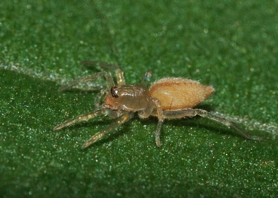 Clubionidae - kalitpókok