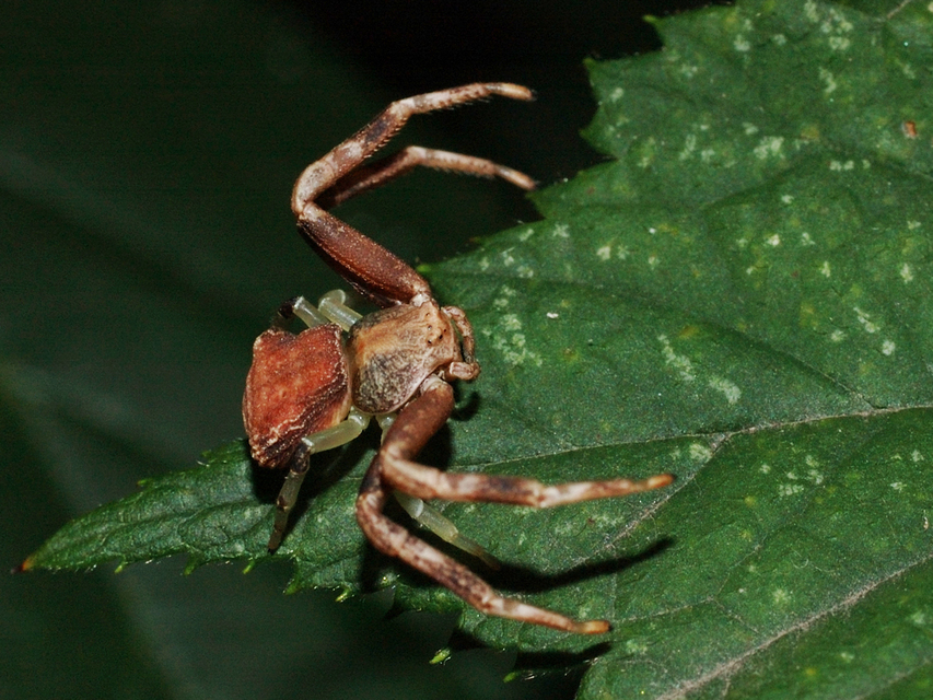 Pistius truncatus - csonka karolópók