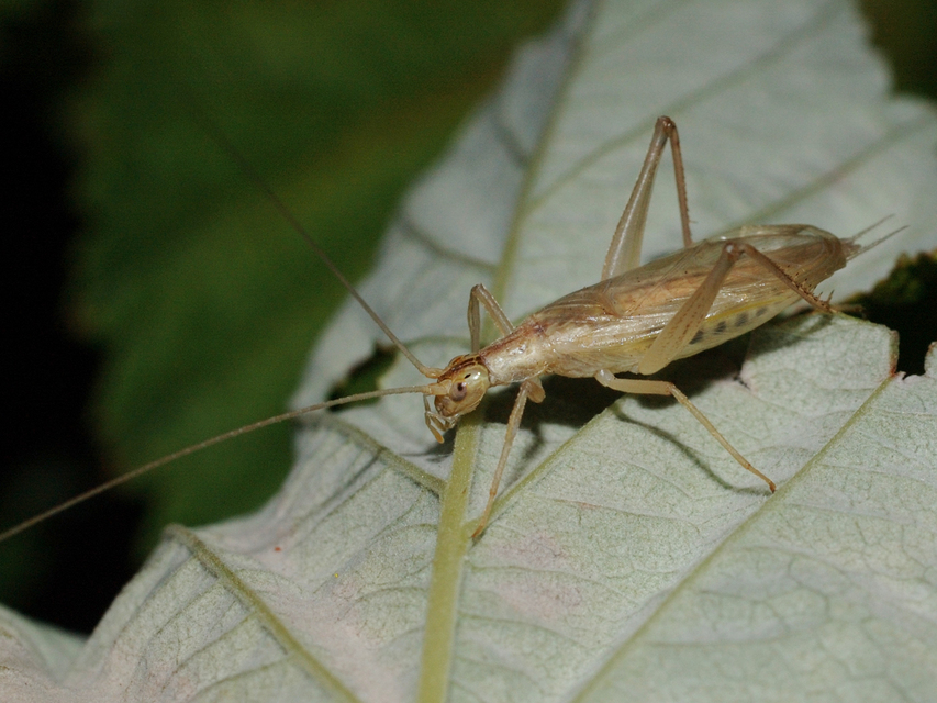 Oecanthus pellucens - pirregőtücsök