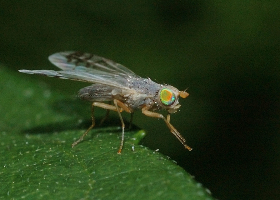 Tephritidae - fúrólégyfélék