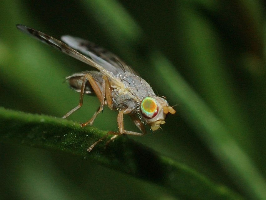 Tephritidae - fúrólégyfélék