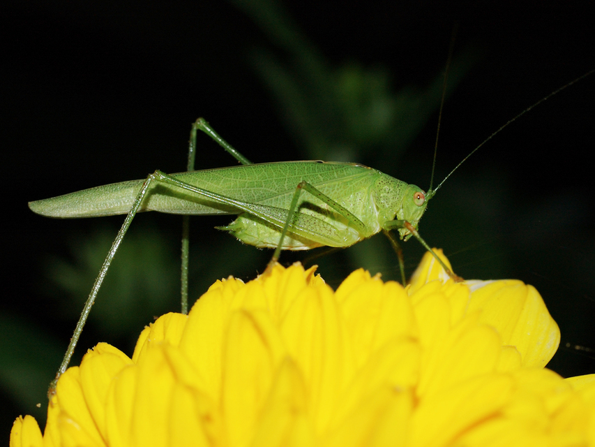Phaneroptera nana - pontozott repülőszöcske