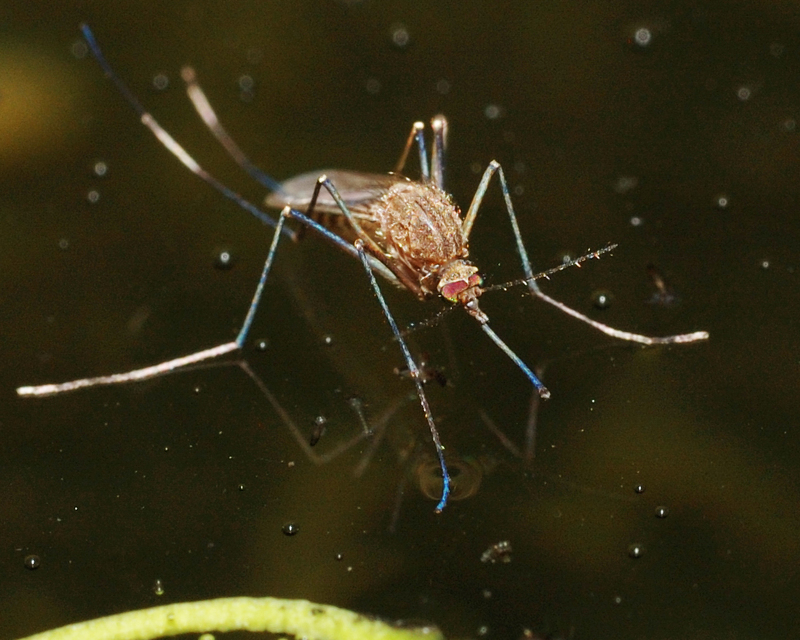 Culicidae - csípőszúnyogok