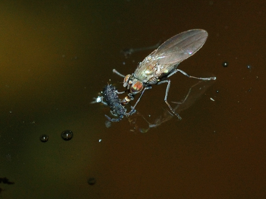 Dolichopodidae - szúnyoglábú legyek