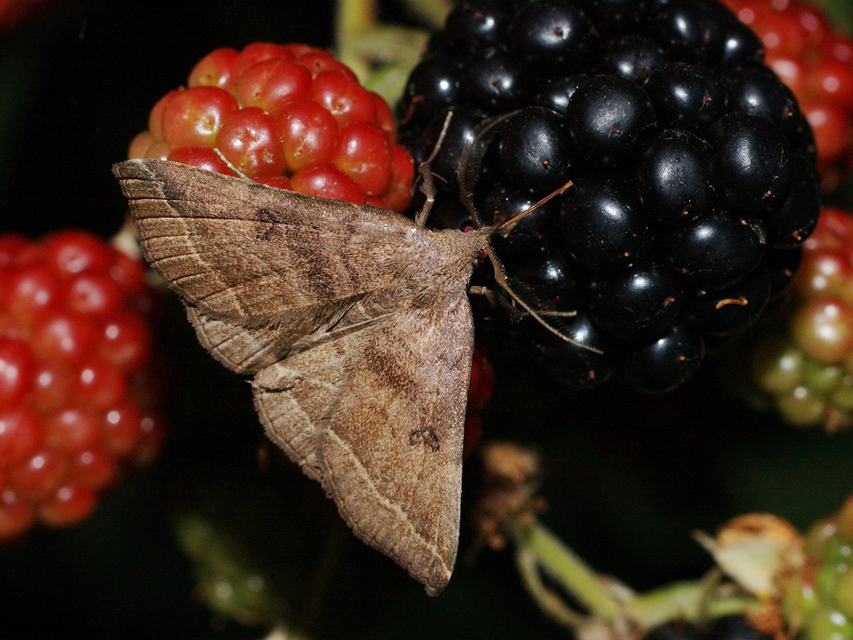 Pechipogo plumigeralis - tollascsápú karcsúbagoly
