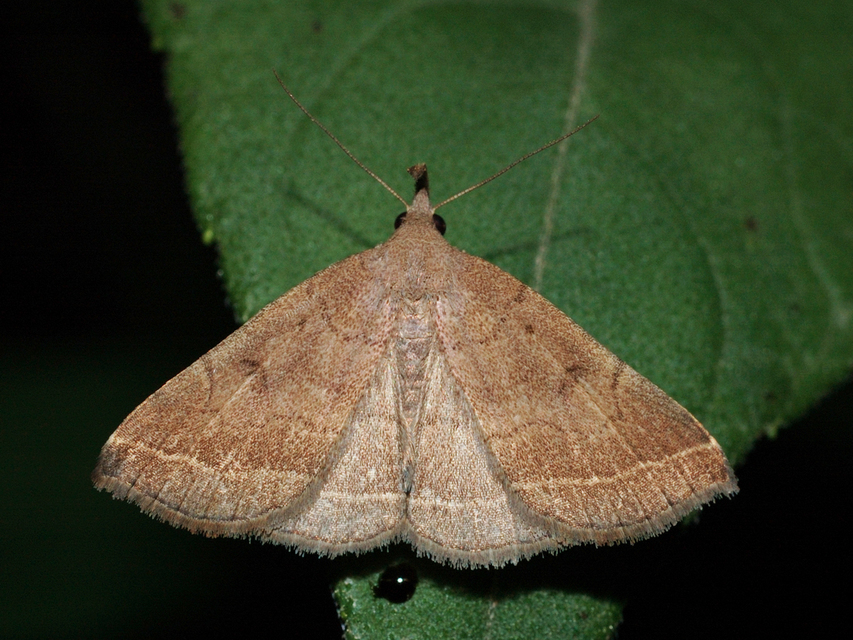 Pechipogo plumigeralis - tollascsápú karcsúbagoly