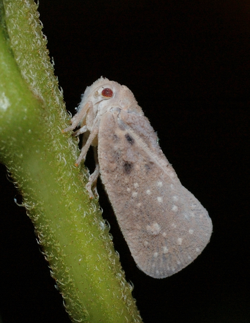 Metcalfa pruinosa - amerikai lepkekabóca