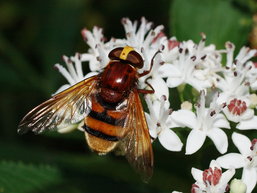 Volucella zonaria - kétöves pihelégy