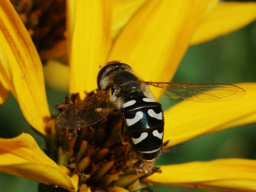 Scaeva pyrastri - gyakori nagyhomlokúlégy