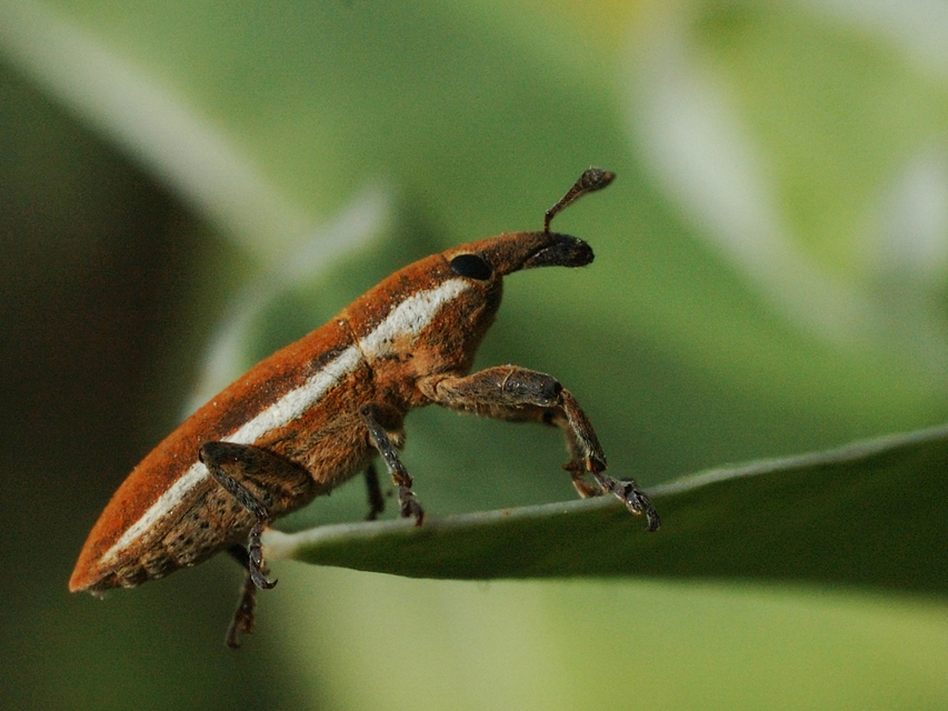 Lixus ochraceus - retek-dudvabarkó