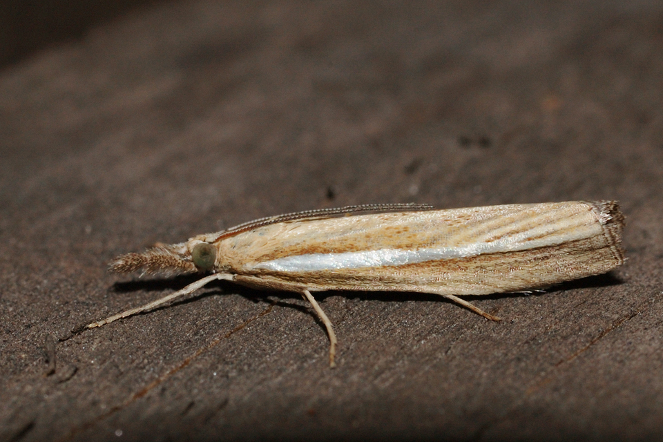 Agriphila