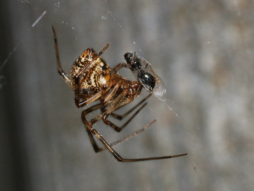 Parasteatoda tepidariorum - üvegházi törpepók