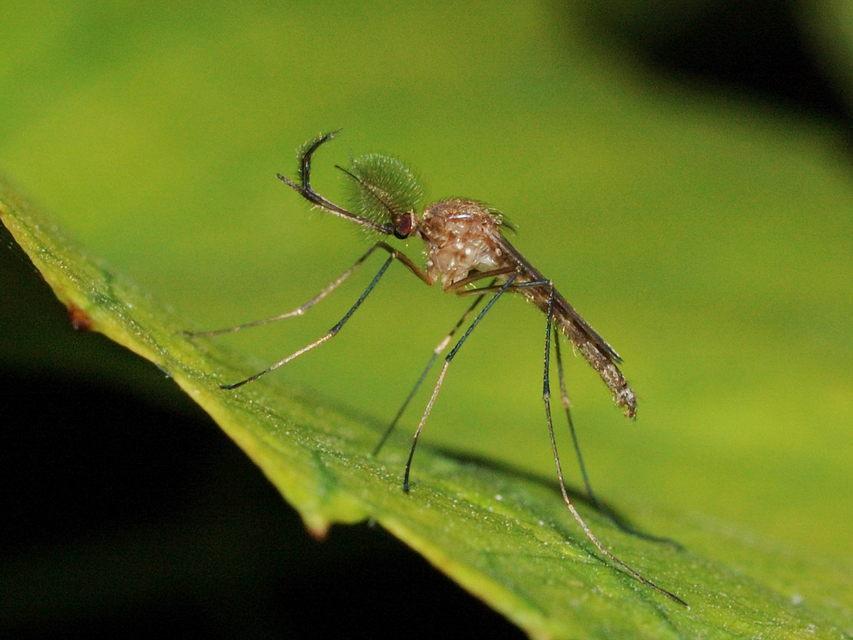 Culicidae - csípőszúnyogok
