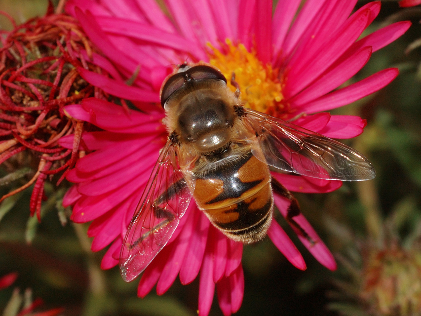 Eristalis tenax - közönséges herelégy
