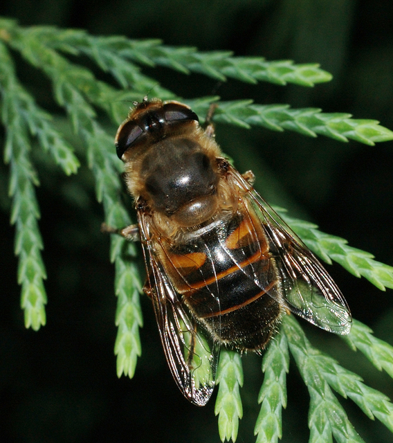 Eristalis tenax - közönséges herelégy