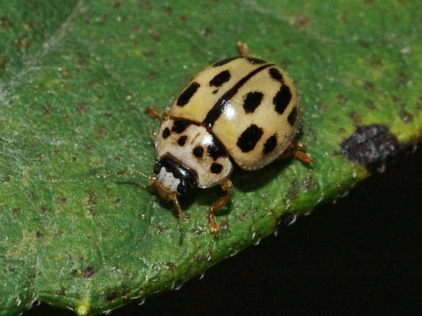 Propylea quatuordecimpunctata - tizennégypettyes füsskata
