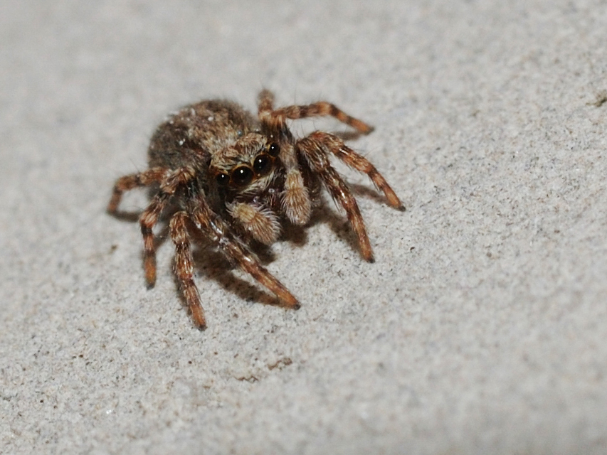 Pseudeuophrys