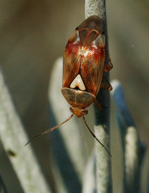Lygus pratensis - változó mezeipoloska