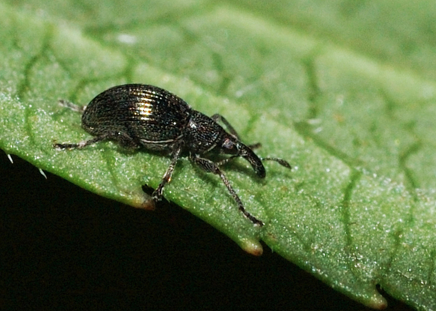 Aspidapion