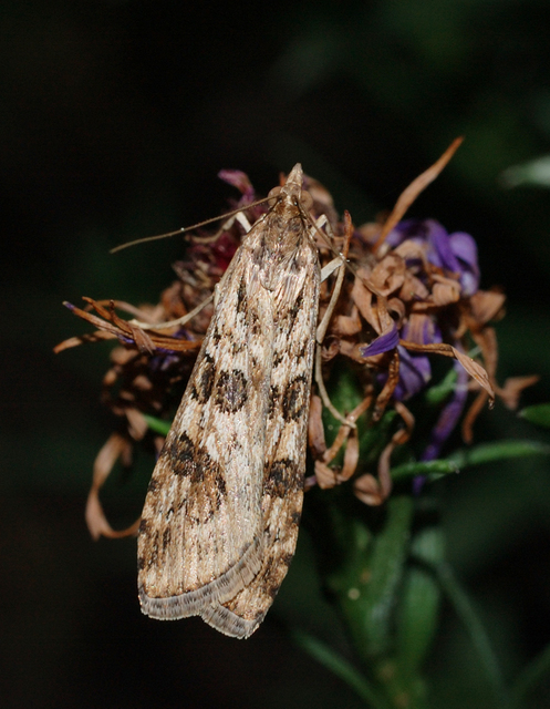 Nomophila noctuella - közönséges vándormoly