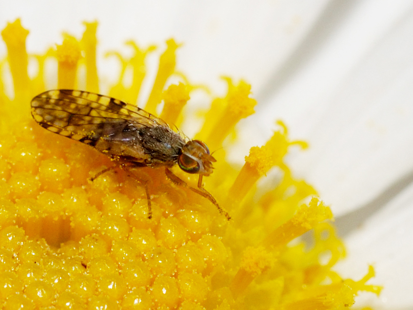 Tephritidae - fúrólégyfélék