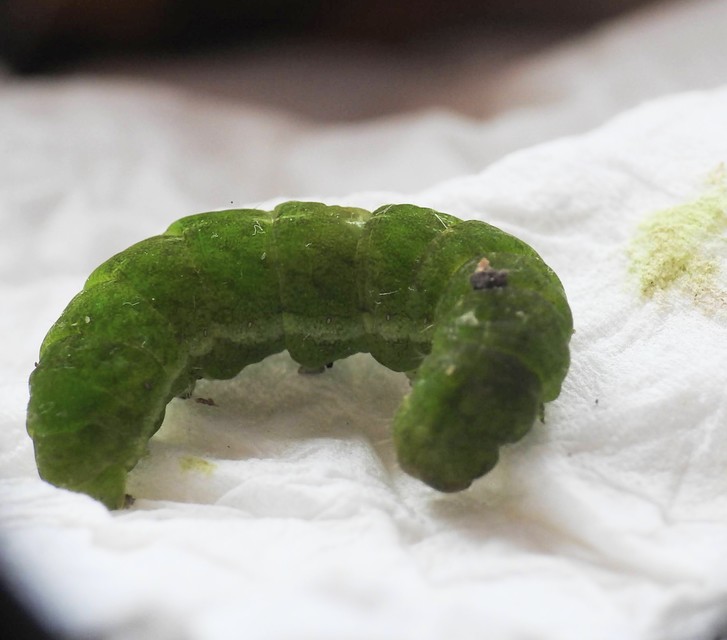 Phlogophora meticulosa - vándorló csipkésbagoly