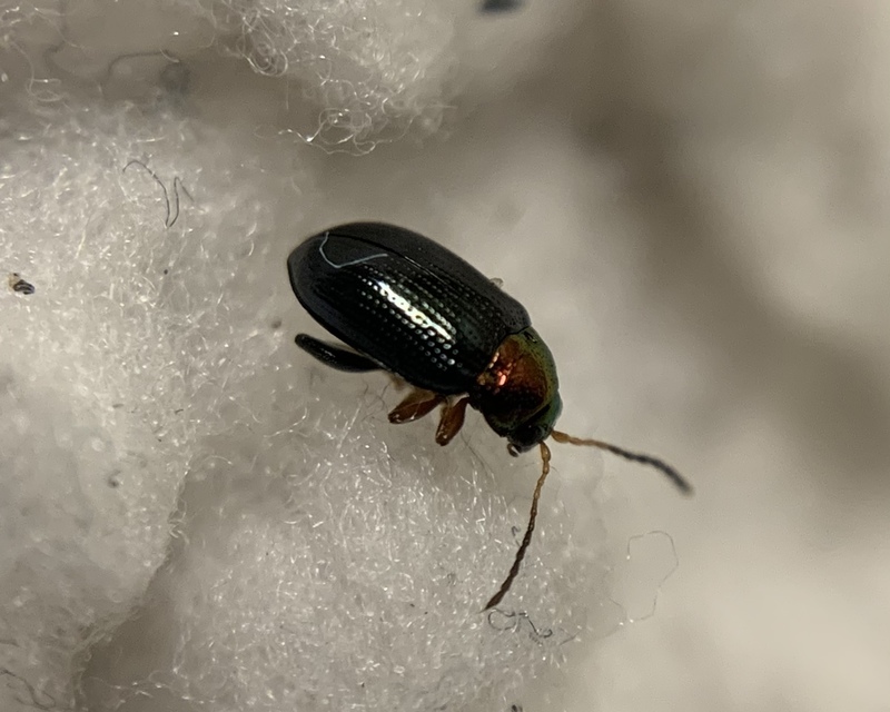 Crepidodera aurata - ékes fűz-földibolha