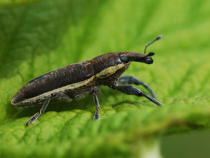 Lixus ochraceus - retek-dudvabarkó