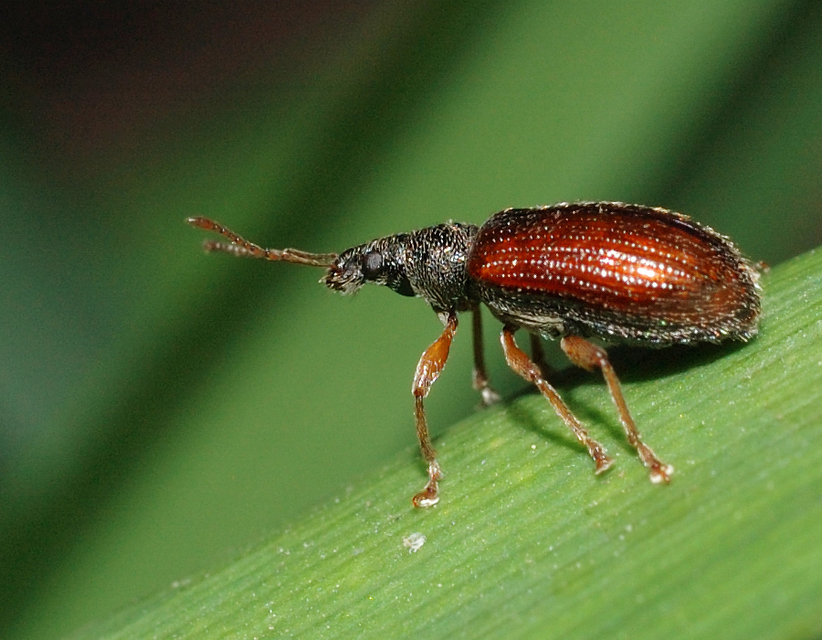 Phyllobius oblongus - közönséges levélormányos