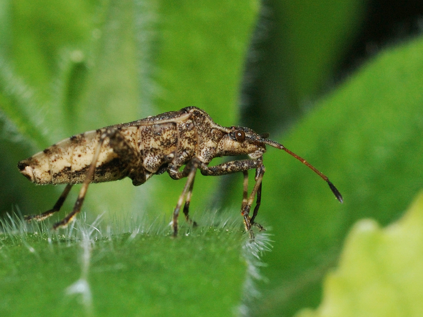 Ceraleptus gracilicornis - tüskéslábú karimáspoloska