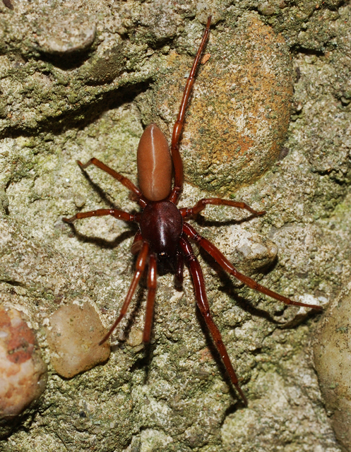 Dysderidae - fojtópókok