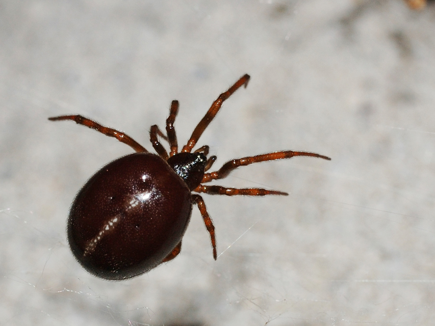 Steatoda bipunctata - kétpettyes faggyúpók