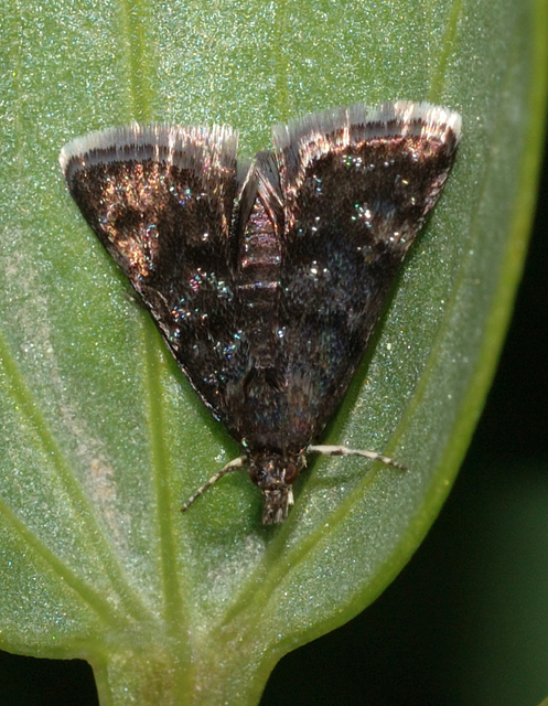 Heliothela wulfeniana - fényes kormosmoly