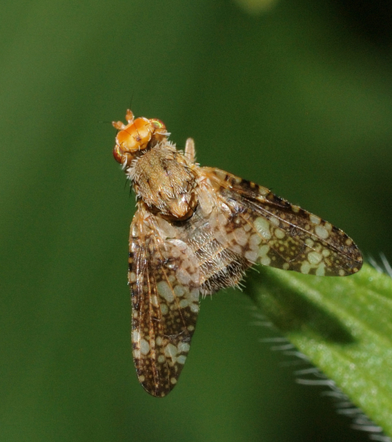 Tephritidae - fúrólégyfélék
