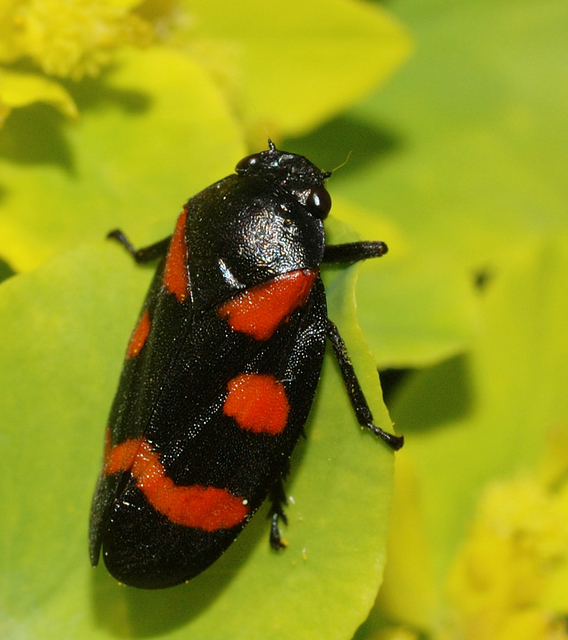 Cercopis arcuata/sanguinolenta