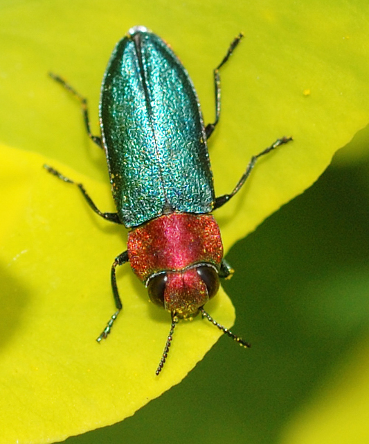 Anthaxia nitidula - ragyogó virágdíszbogár