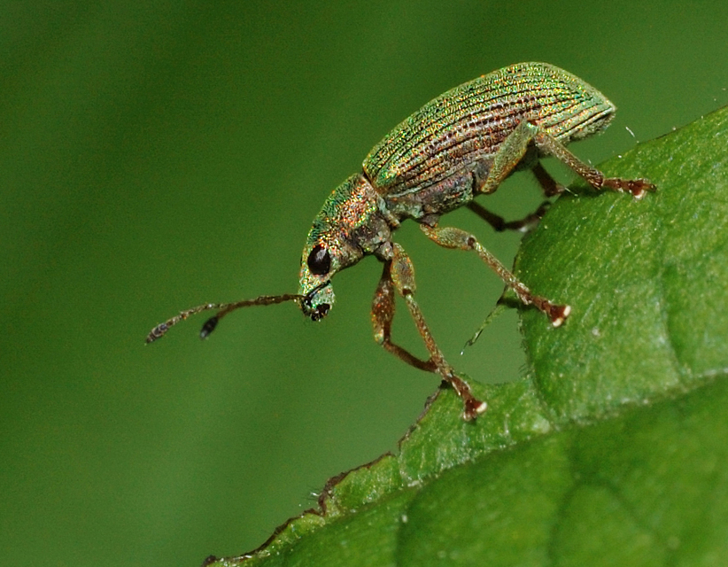 Polydrusus formosus - selymes lombormányos
