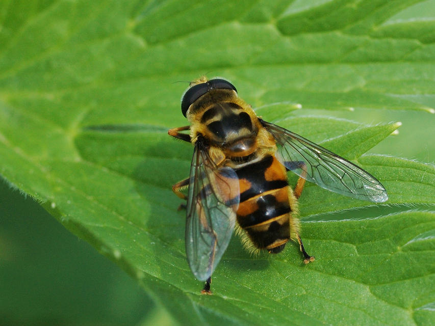 Myathropa florea - halálfejes odúlégy