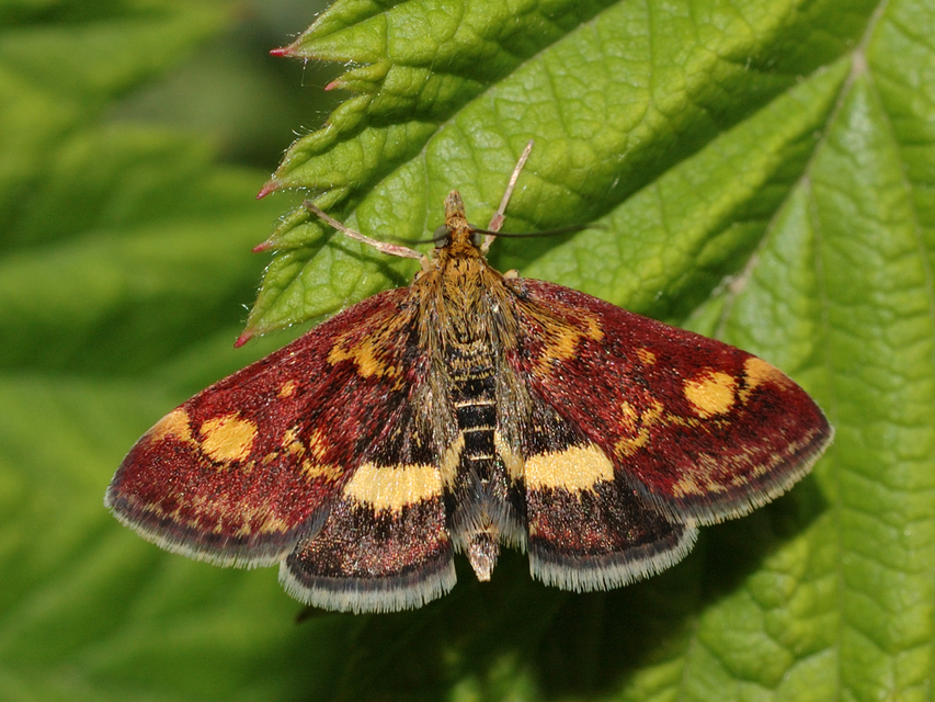 Pyrausta aurata - aranyló bíbormoly