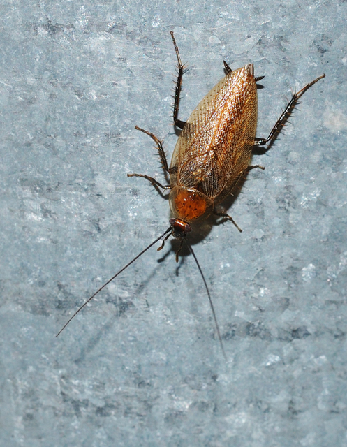 Ectobius erythronotus - sárgatorú erdeicsótány