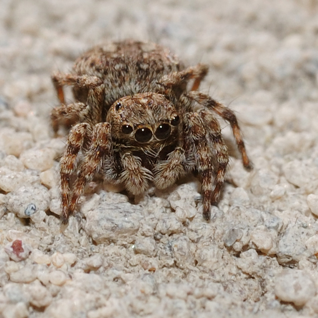 Attulus pubescens - bozontos ugrópók