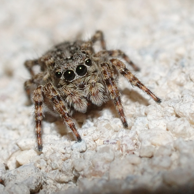 Attulus pubescens - bozontos ugrópók