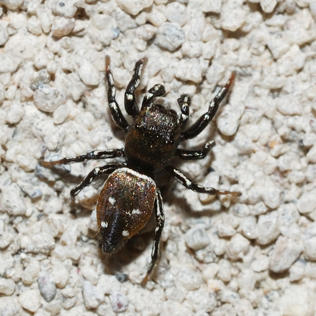 Heliophanus kochii - négypettyes ugrópók