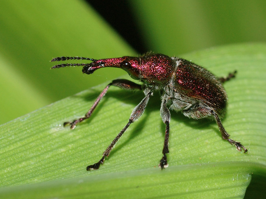 Rhynchites auratus - aranyos eszelény Rhynchites auratus - aranyos eszelény