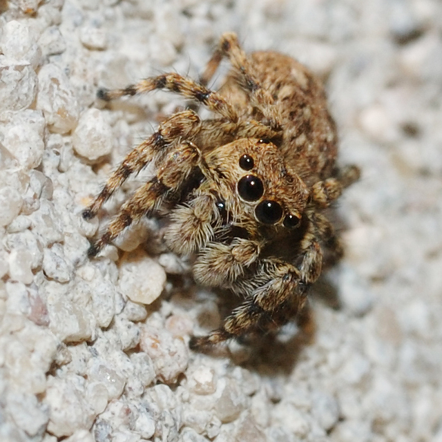 Attulus pubescens - bozontos ugrópók