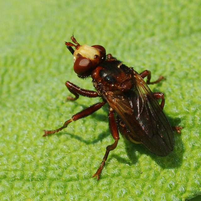 Sicus